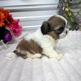 Coffee - Red and tan female Shih Tzu puppy in Elgin, South Carolina from Silver Bells Paw Prints