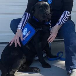 Labrador Retrievers from Diane Villa