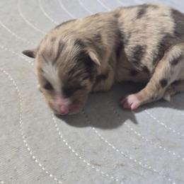 Red merle (full tail) - Red merle male Australian Shepherd puppy in Rainsville, Alabama from Chaparro Farm