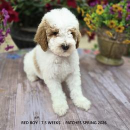 Red Boy - Parti male Goldendoodle puppy in Coppell, Texas from Bethel Stream Goldendoodles