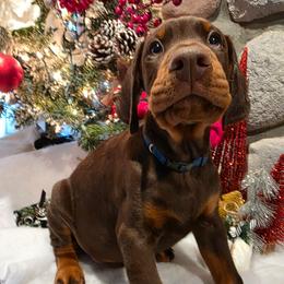 Blue - Red and rust male Doberman Pinscher puppy in Anderson, Indiana from Legendary Kennels