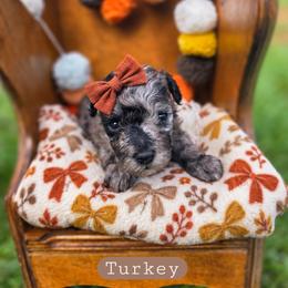 Turkey- can Christmas hold - female Cavapoochon puppy in Bullard, Texas from Cavapoochon Central LLC