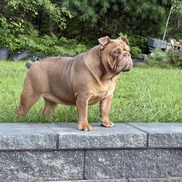 Tiffany - Bulldog