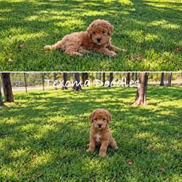 Boy 1 - Red  male Goldendoodle puppy in Denison, Texas from Texoma Doodles