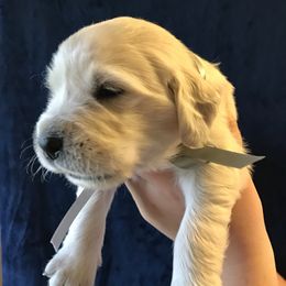 Golden Retriever Puppies from Dry Canyon Goldens