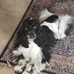 Cocker Spaniel All Grown Up from Joron Cockers