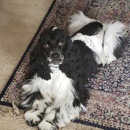 Cocker Spaniel All Grown Up from Joron Cockers
