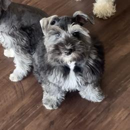 Isabella - Salt and pepper Miniature Schnauzer puppy in Dallas, Texas from Sugarbaby Kennel