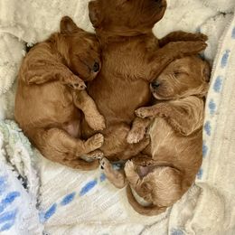 Cavapoo Puppies from Jorden’s Cavapoo’s