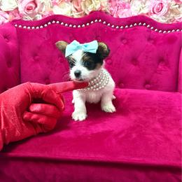 Bentley - Black & tan tri-color male Morkie puppy in Pennsauken, New Jersey from Noir Luxe Litters of NJ