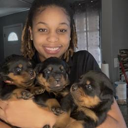 Rottweiler Puppies from Vonbart Rottweilers