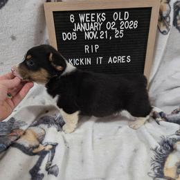 Rip - Black and tan male Pembroke Welsh Corgi puppy in Chariton, Iowa from Kickin It Acres BCs