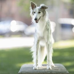 Silken Windhounds from Donna Silken Windhounds