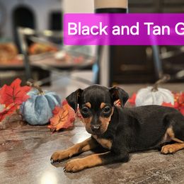 Black and Tan Girl 2 - Miniature Pinscher puppy from CNY Miniature Pinschers