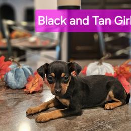 Black and Tan Girl 2 - Miniature Pinscher puppy from CNY Miniature Pinschers