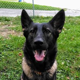 Lilah - German Shepherd