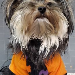 Yorkshire Terriers from Totty's Tiny Paws