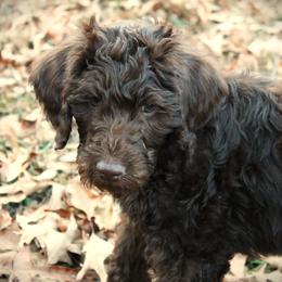 Ziti - Chocolate female Labradoodle puppy in Lanexa, Virginia from Lees Reach Farm