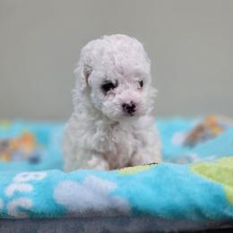Wyatt (AKC) - White male Poodle puppy in Rainbow City, Alabama from Spinks Poodles