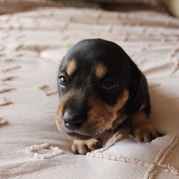 Tillie - Black and cream female Dachshund puppy in East Bend, North Carolina from Yadkin Valley Dachshunds