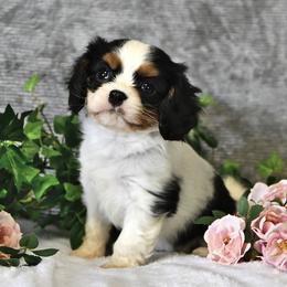 Juliet - Tri-color female Cavalier King Charles Spaniel puppy in San Jose, California from Alpine Breeze Cavaliers