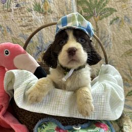 James - Liver and white male English Springer Spaniel puppy in Cookeville, Tennessee from AVE Springer Spaniels