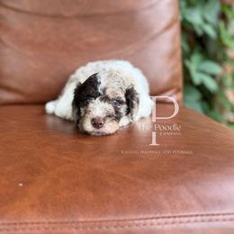 Dune - Chocolate merle male Bernedoodle puppy in Tulsa, Oklahoma from The Poodle Co. Raising Doodles & Poodles