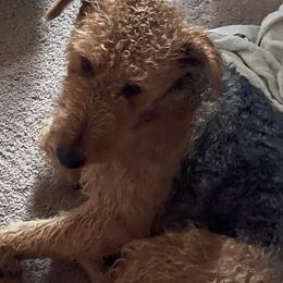 Airedale Terriers from Callahan Ranch Dogs