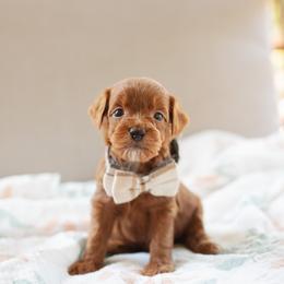 Valentino - Red  male Goldendoodle puppy in Wake Forest, Utah from Dreamcoat Doodles
