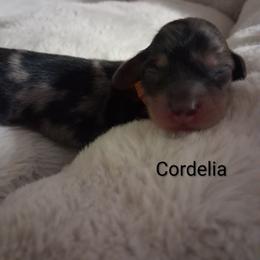 Cordelia - Dapple female Dachshund puppy in Statesville, North Carolina from Dannie's Doxies