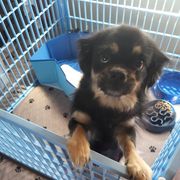 Stormy - Tibetan Spaniel