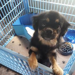 Stormy - Tibetan Spaniel