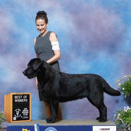 Sailor - Labrador Retriever