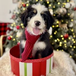 Spooky - male Australian Mountain Doodle puppy in Taylors, South Carolina from Aspen Mountain Doodles LLC