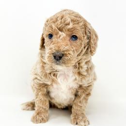 Goldendoodle Puppies from Dreaming Doodles