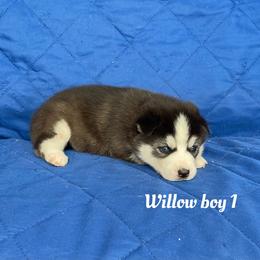 Willow boy 1 - Black and white male Siberian Husky puppy in Ocala, Florida from Florida Husky Puppies