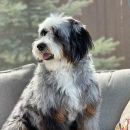 Rosie - Bernedoodle