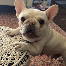 French Bulldogs from Jessica's French Bulldogs