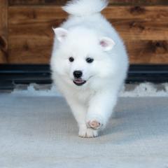 American Eskimo Dog Puppies from SkyFlyer Eskies