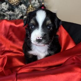 Winter - Black tri male Toy Australian Shepherd puppy in Albia, Iowa from J Bar M Toy and Mini Aussies