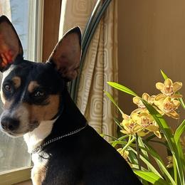 Rat Terriers from Susan Turner