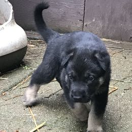 German Shepherd Puppies from Sandy’s Shepherds