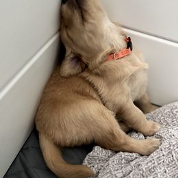 Golden Retriever Puppies from Haven of Hope Golden Retrievers