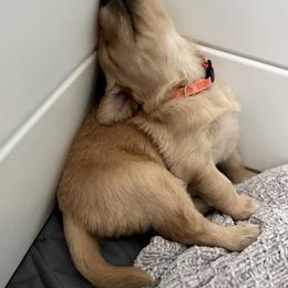 Golden Retriever Puppies from Haven of Hope Golden Retrievers