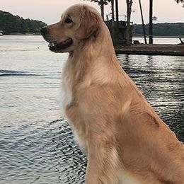 Golden Retrievers from Lakebound Golden Retrievers