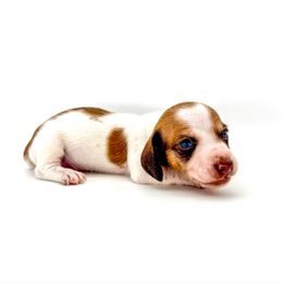 Louie - Piebald male Dachshund puppy in Waddell, Arizona from Neu Doxies