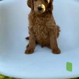 Elm - Red  male Poodle puppy in Mount Vernon, Illinois from AMC Poodles