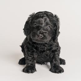 Boy 3 - Australian Labradoodle puppy in Darien, Connecticut from Nutmeg by the Sea Australian Labradoodles