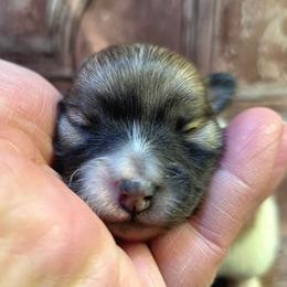 Girl 1 - Cream sable parti female Pomeranian puppy in Davenport, Washington from Lovely Ladies and Little Asses Miniature Equines (L3A Pomeranians & Papillons)