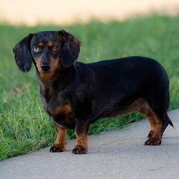 JOSIE - Dachshund